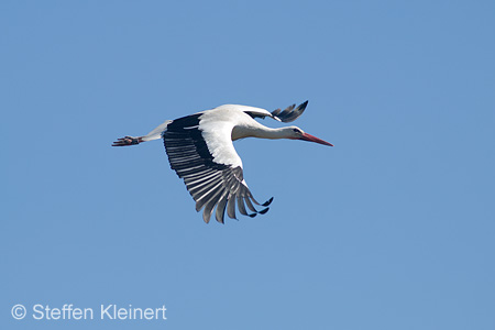 Weißstorch, Ciconia ciconia 021